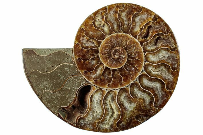 Cut & Polished Ammonite Fossil (Half) - Madagascar #296491